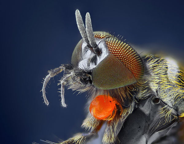 Larva červeného brouka na těle hostitele je květinová muška.