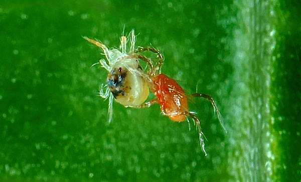 Voor het vermogen om spintmijten te vernietigen, worden phytoseiulus gefokt in speciale kwekerijen en vervolgens vrijgelaten in de velden en in kassen.