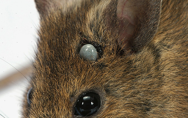 Tikus kecil, katak, kodok dan cicak juga boleh menjadi mangsa parasit.