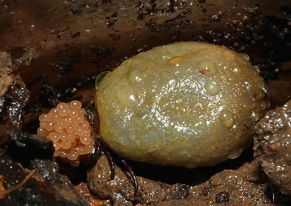 Een bloeddrinkende vrouwelijke teek legt zijn eitjes in bladafval.