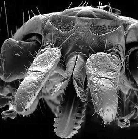 Ovako izgledaju usni dijelovi iksodidnog krpelja pod elektronskim mikroskopom.