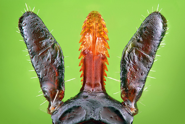 Cangkuk khas, seperti tempuling, memegang parasit dalam badan mangsa dengan selamat.
