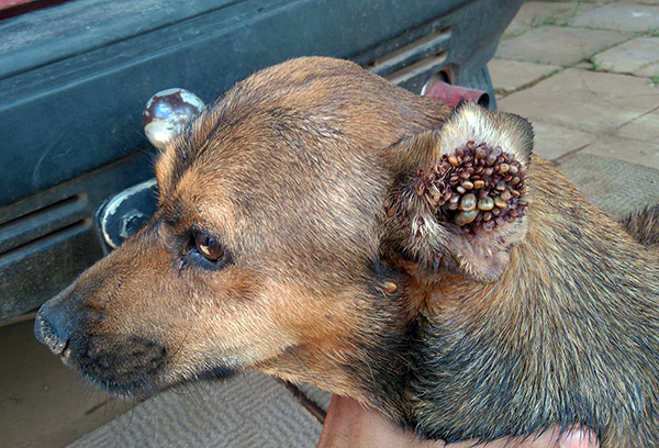 Hromadění parazitů v uchu psa.