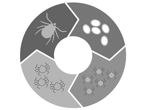 A kép sematikusan ábrázolja az ixodid kullancsok életciklusát.