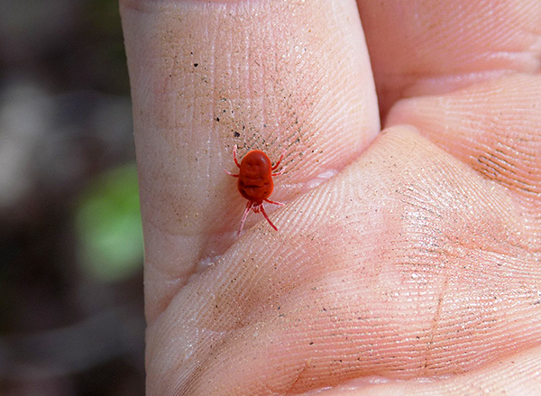 Låt oss prata om egenskaperna hos biologi och faran för människor av röda fästingar (röda skalbaggar) ...