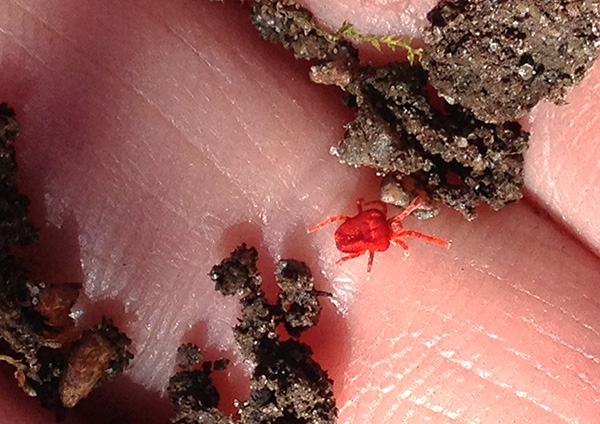 Kırmızı böcekler, 7 aşamadan oluşan oldukça karmaşık bir gelişim döngüsüne sahiptir.