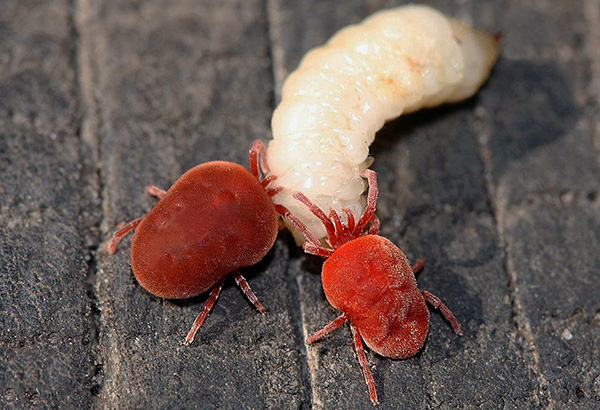 Rode kevers eten de larve van de meikever.
