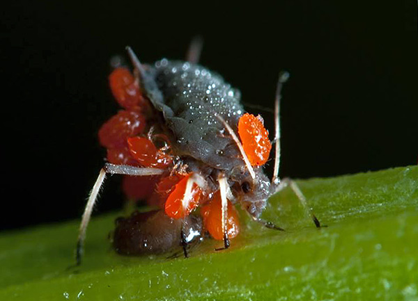 Gazdele pentru larvele de căpușe cu corp roșu pot fi o varietate de animale - de la insecte mici la mamifere mari.