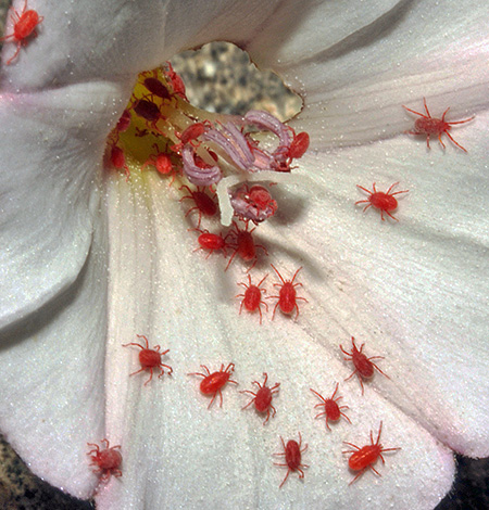 Acumularea de acarieni roșii pe o floare.