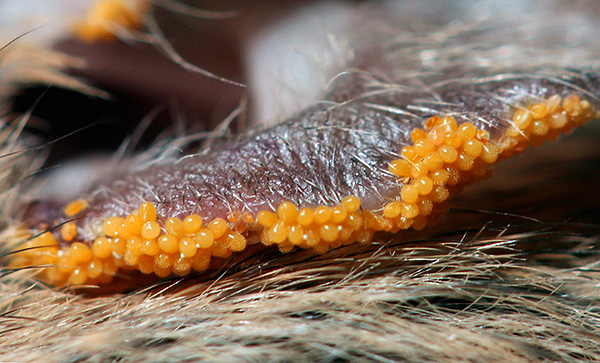 Dussintals parasiter kan livnära sig på ett djur samtidigt.