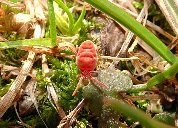 풀밭에 있는 Trombidiidae 계통의 진드기.