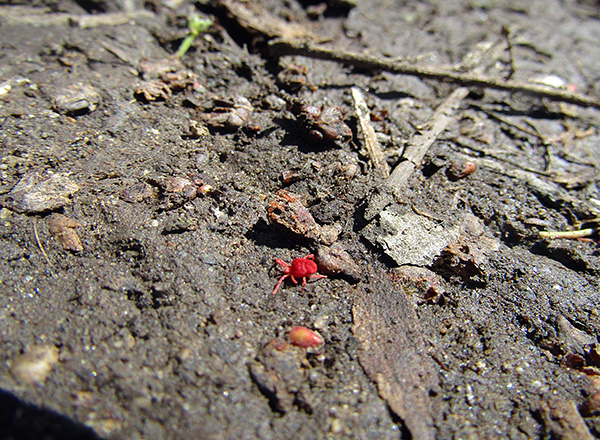 Sådana röda spindlar kan ofta hittas på gräs eller mark, även i en trädgårdstomt.