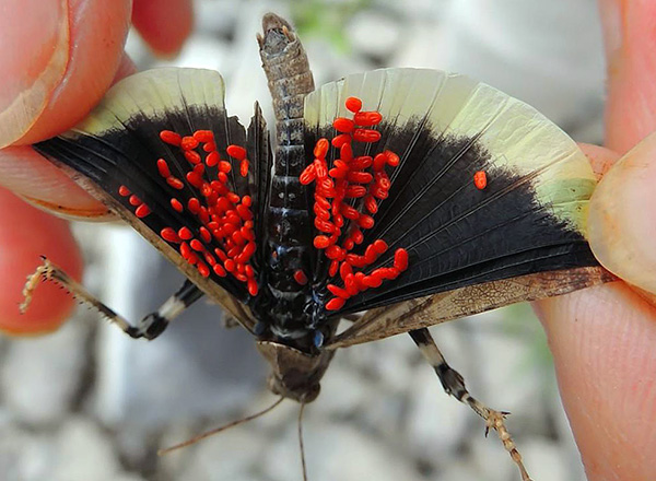 Larver av röda skalbaggar på vingarna av en mal.