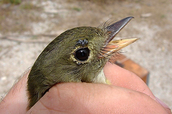 Ixodes ricinus의 유충은 새와 작은 설치류를 적극적으로 먹습니다.