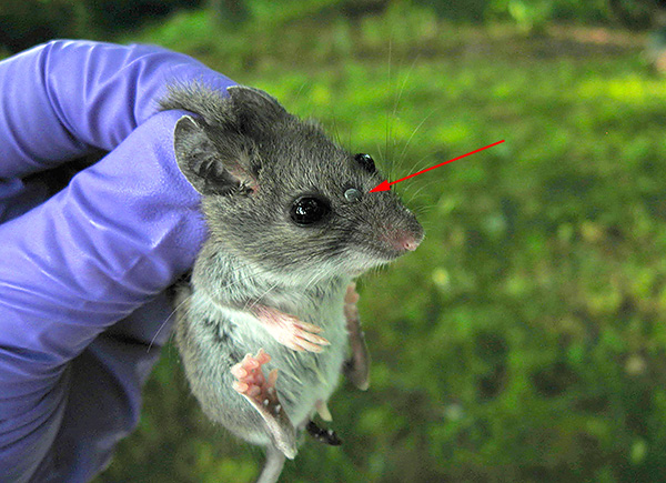 Tikus kecil adalah takungan semula jadi ensefalitis bawaan kutu.