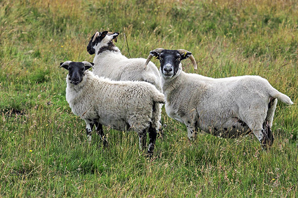 Schotse encefalitis treft voornamelijk schapen en kan op mensen worden overgedragen door de beet van een hondenteek.