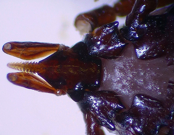 Door de vele haken wordt de hypostoom van de parasiet zeer stevig vastgehouden in de huid van de gastheer.