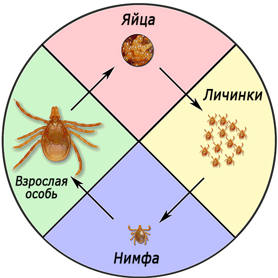 Ciclul de viață al Ixodes ricinus.