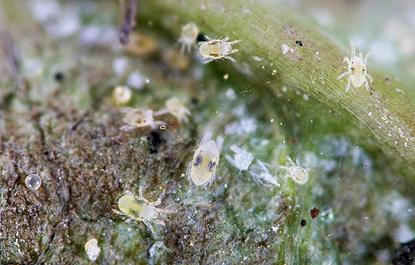 Spintmijten op een plant