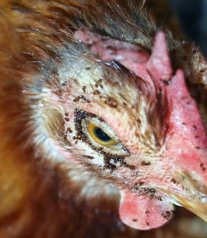 Hojnost kuřecích roztočů v kurníku může vést k úmrtí ptáků.