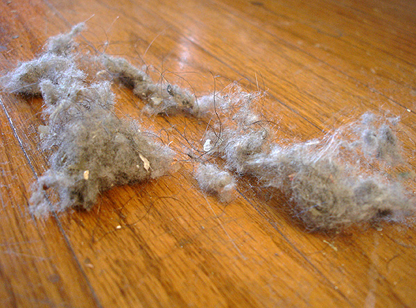 Domácí prach obsahuje velké množství částic lidské kůže, kterými se živí roztoči domácí.