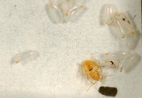 Larva (lebih tepat, nimfa) pepijat katil yang baru menetas dari telur.