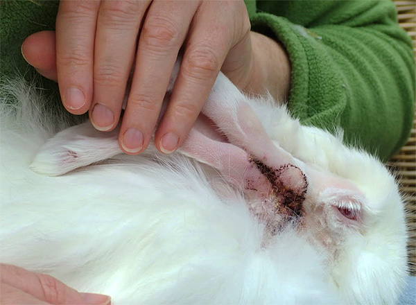 토끼는 otodectosis에 매우 취약합니다.