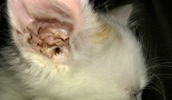 Hojný hnědý výtok z uší kočky nebo psa může znamenat, že zvíře má ušní roztoč.