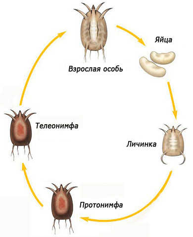 Obrázek ukazuje životní cyklus ušního roztoče.