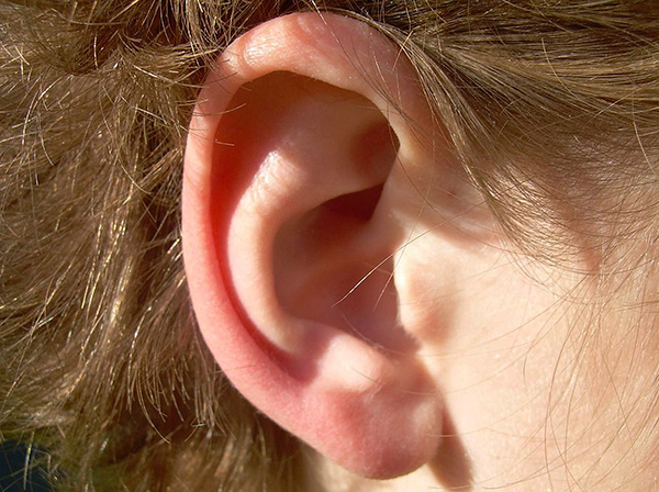 Per l'uomo, gli acari dell'orecchio nella maggior parte dei casi non rappresentano un pericolo.