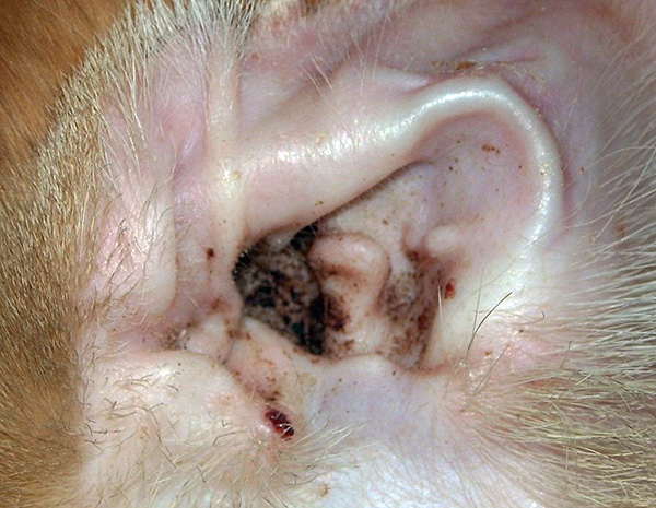 การปล่อยออกจากหูของสัตว์เลี้ยงที่มี otodectosis อาจทำให้เกิดอาการแพ้ในมนุษย์