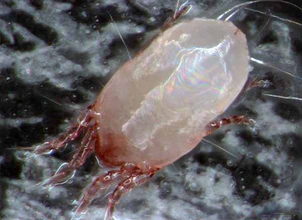 이것은 먼지 진드기 Dermatophagoides pteronyssinus가 광학 현미경으로 본 모습입니다.