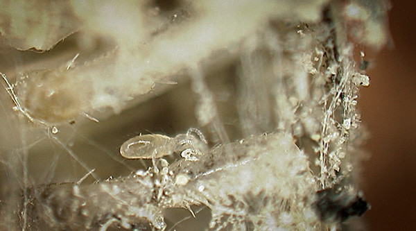 Gli acari della polvere si nutrono delle particelle della pelle umana, che sono sempre presenti in abbondanza nella polvere domestica.