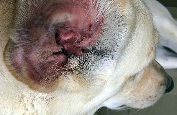 Să vorbim despre infecția câinilor cu acarieni urechi și boala rezultată ...