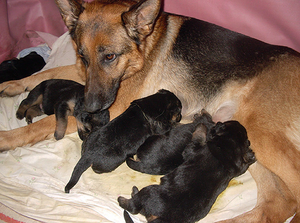 Als een hond otodectosis heeft, zal hij onvermijdelijk zijn puppy's infecteren.