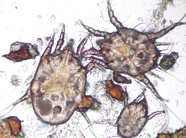 Saiz individu dewasa tidak melebihi 0.3 mm, jadi agak sukar untuk melihat parasit dengan mata kasar.