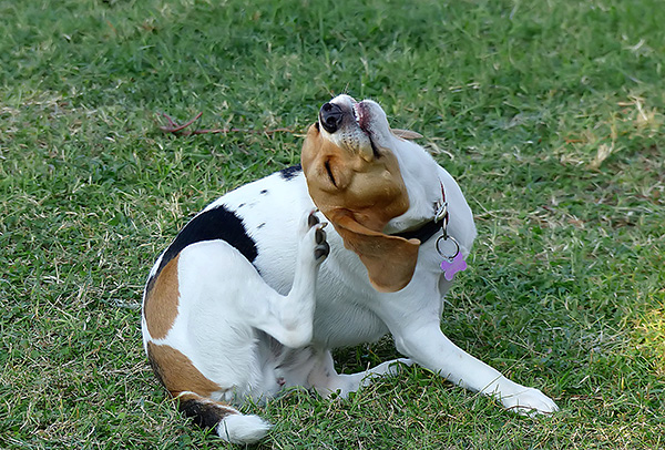 Dengan otodectosis, anjing itu sering menggaru telinganya dan menggelengkan kepalanya dalam usaha untuk melegakan gatal-gatal.