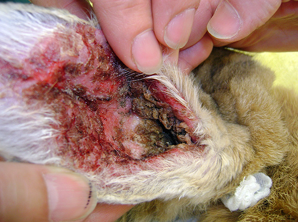 Mai devreme sau mai târziu, boala se complică de o infecție bacteriană, care poate duce la consecințe grave asupra sănătății câinelui.