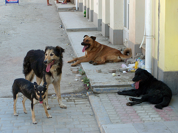 Vaak treedt infectie met een oormijt op wanneer een hond in contact komt met zwerfdieren.