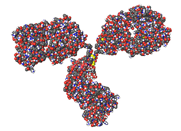النموذج المكاني لجزيء الغلوبولين المناعي