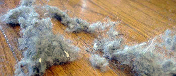 Membersihkan debu secara berkala membantu mengekalkan populasi hama habuk di apartmen pada tahap minimum.