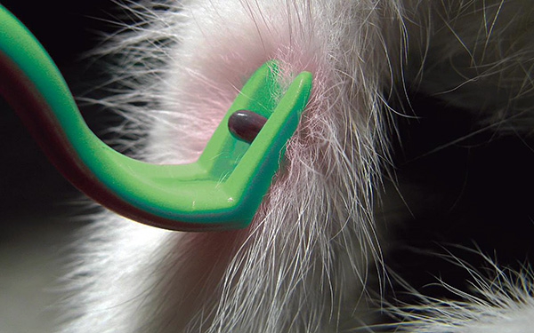 Một ví dụ về loại bỏ ký sinh trùng ở chó.