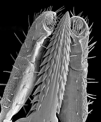 Het uiterlijk van de proboscis van de mijt onder een microscoop.