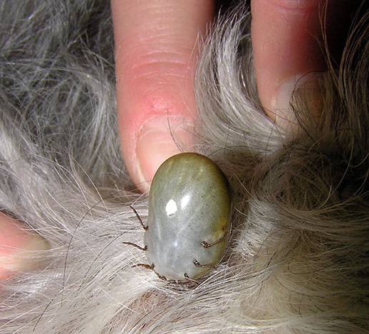 Ένα θηλυκό τσιμπούρι αιματοβαμμένο στη γούνα ενός σκύλου.