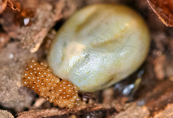 Een bloedgevoede vrouwtjesmijt legt eitjes uit bladafval.