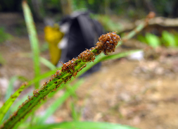 Foto menunjukkan banyak larva hama yang baru menetas.
