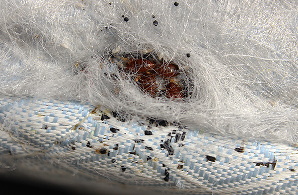 Un matelas peut avoir plusieurs nids de punaises de lit.