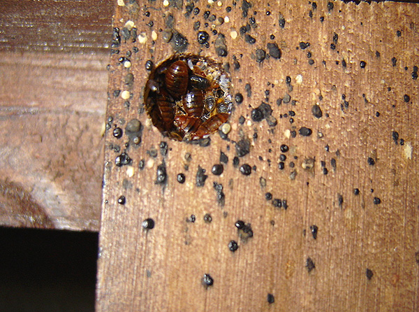 Ett typiskt bo av vägglöss i möbler - det innehåller vuxna, larver och ägg av parasiter.