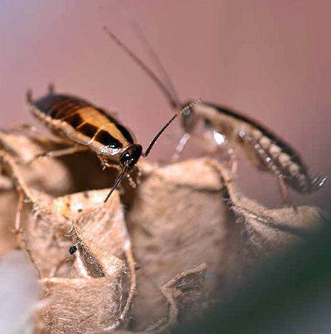Ju fler kackerlackor i lägenheten, desto mer tid tar det att helt eliminera dem.