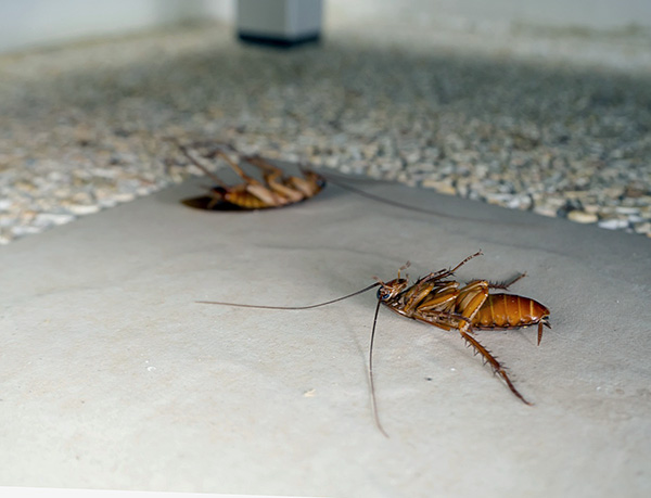 Raptor Express-systemet är väl lämpat för det förebyggande skyddet av en lägenhet från reproduktion av kackerlackor som tränger in utifrån.